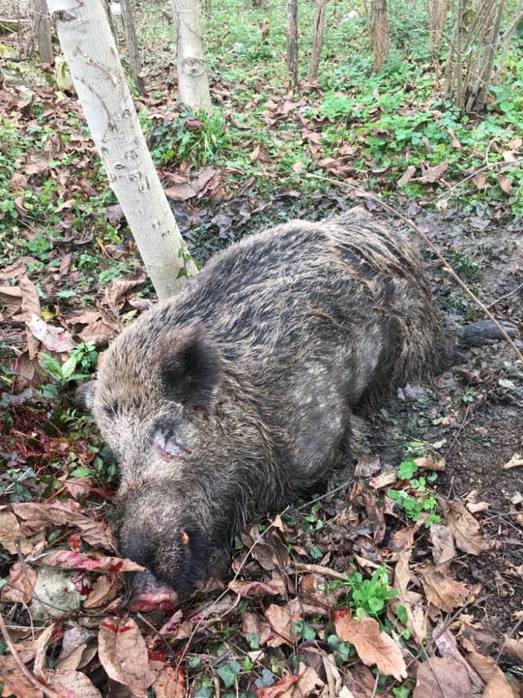 Bahçede çalışırken domuzun saldırısına uğradı