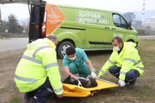 Hayvan ambulansı hayat kurtarıyor