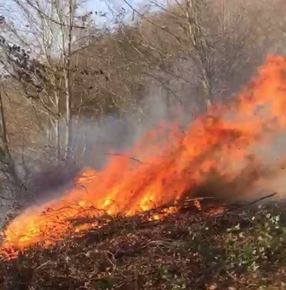 Ordu’da ormanlık alanda yangın