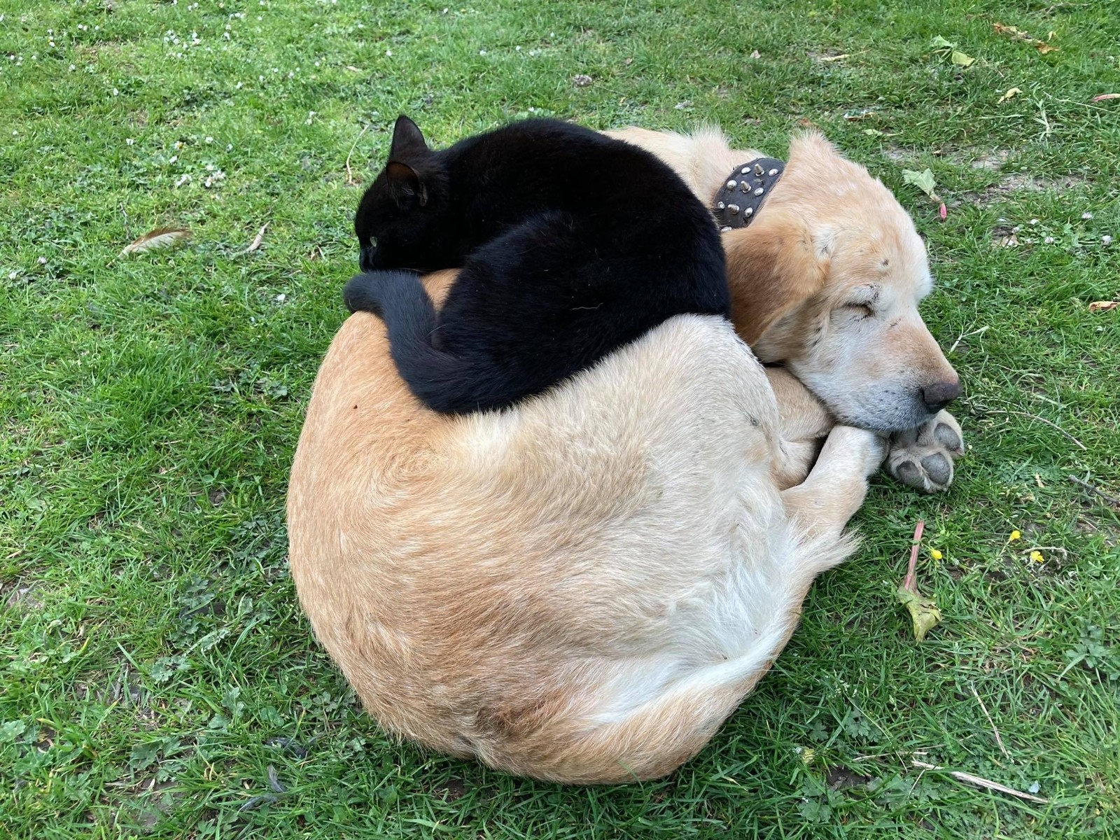 Kedi ile köpeğin samimi dostluğu
