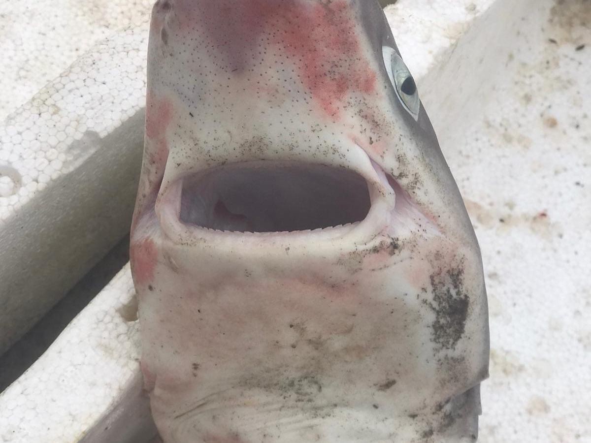 Ordulu balıkçıların ağına camgöz köpek balığı takıldı