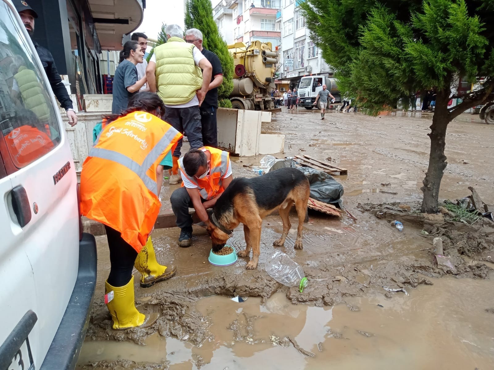 Altınordu Belediyesi, selden etkilenen Artvin’de sokak hayvanlarını unutmadı