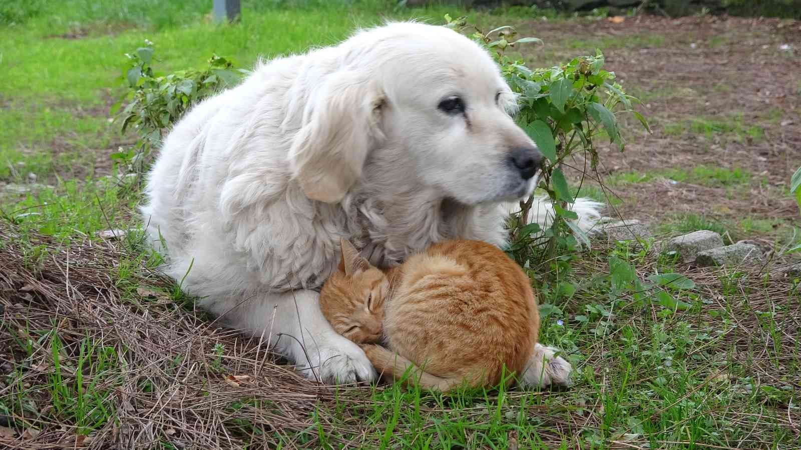 Kedi ile köpeğin dostluğu görenlerin dikkatini çekiyor